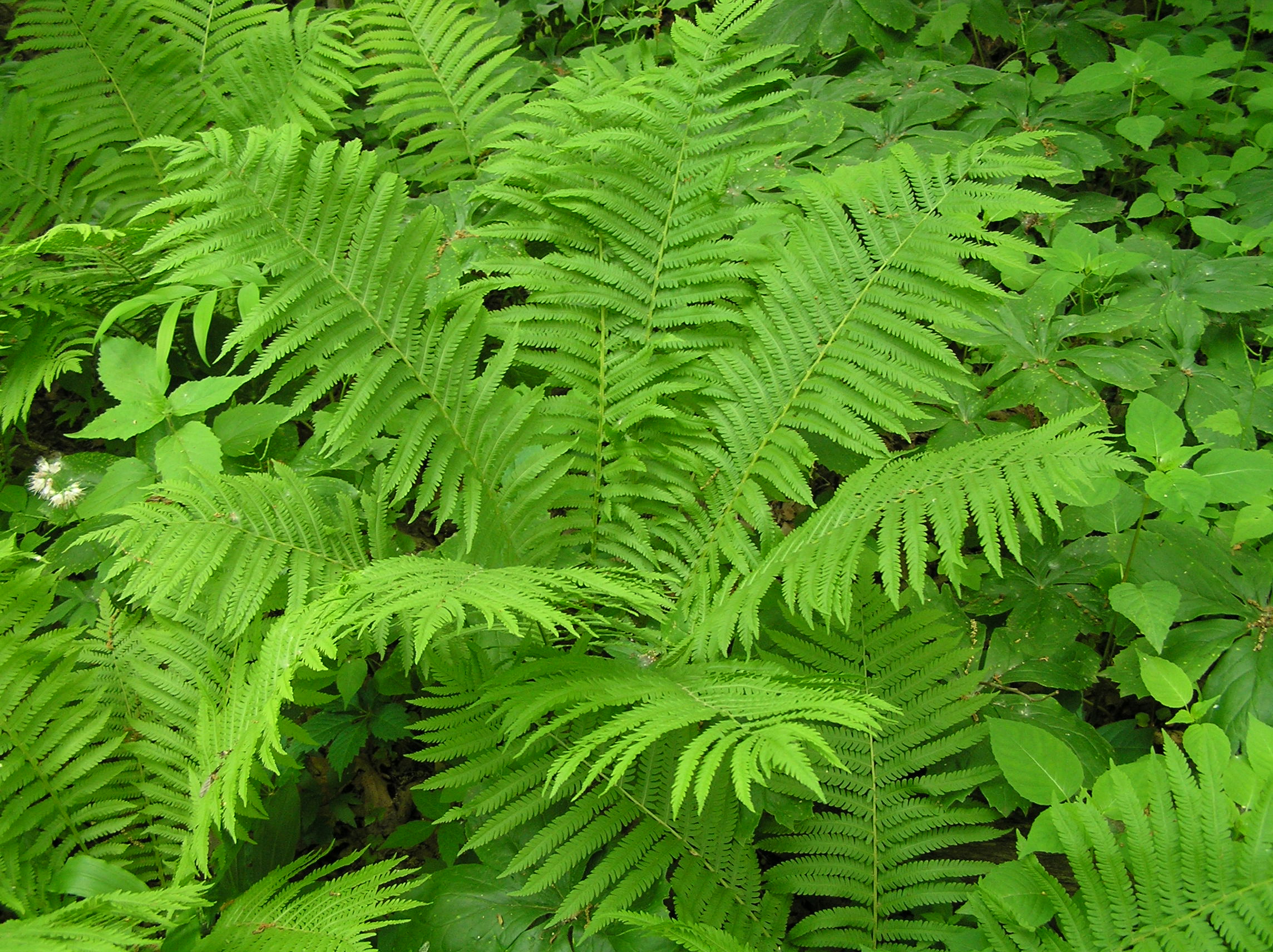 Native Trees Of Indiana River Walk